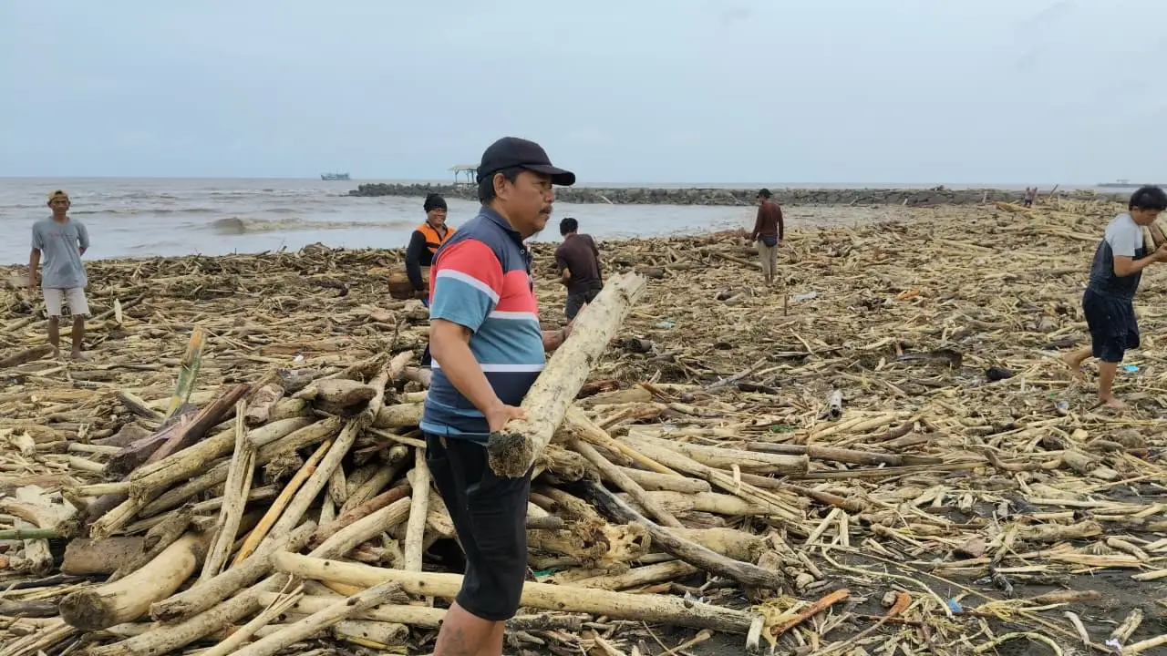 Kayu Banjir Guci Jadi Sumber Penghasilan Warga Pantai Larangan