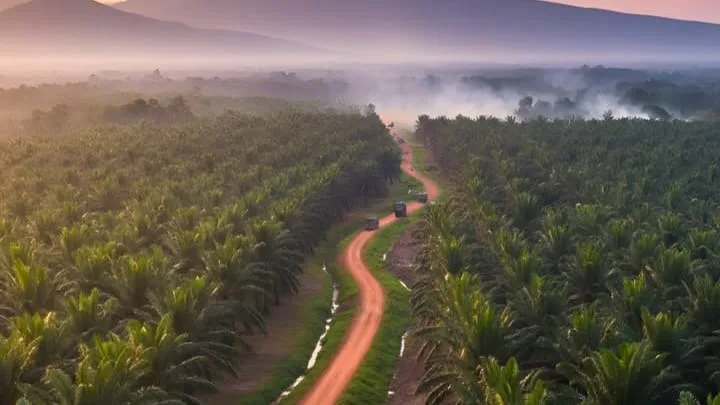 Resmi Dilarang, Penanaman Kelapa Sawit di Jawa Barat Dihentikan Pemprov Jabar